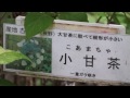 広島植物公園のアジサイ