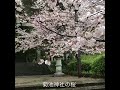 菊池神社の桜