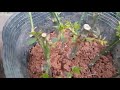 Bí quyết giâm cành hoa hồng dễ dang (How to Grow Roses from Cuttings Easy)