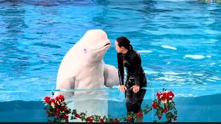 横浜 八景島シーパラダイス アトラクション 動物たちのショ-Beluga whale Show [4k] - Japan