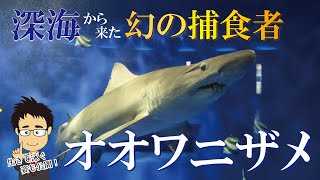 ラブカよりも激レア？オオワニザメの生態を解説！生きて泳ぐ超貴重映像も公開！【深海ザメ】【京急油壺マリンパーク】