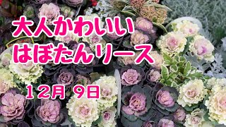 葉ぼたんハンギングリース葉牡丹がこんなにかわいいなんてハボタンリースのコツ