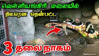 வெள்ளியங்கிரி மலையில் திடீரென தென்பட்ட மூன்று தலை நாகம் ! பதற வைக்கும் வீடியோ காட்சி !