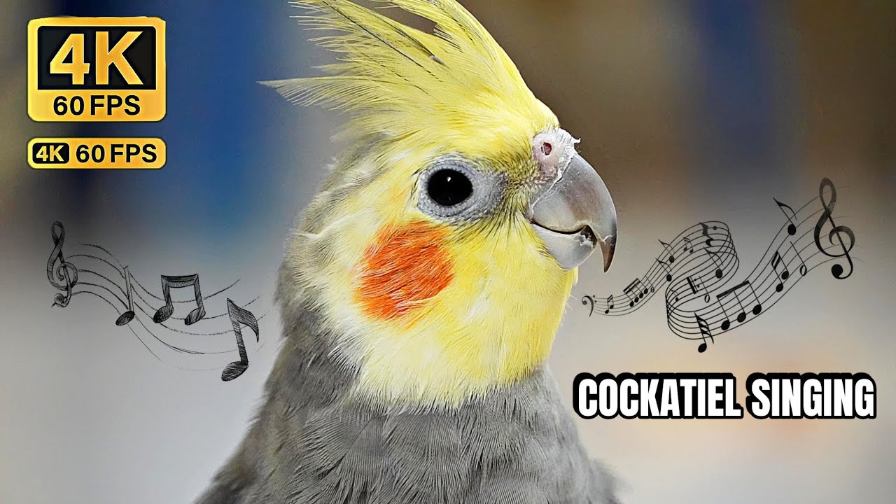 Bird Video Cockatiel Singing 4k 60fps Bird Singing 100million