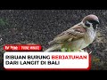 Burung Pipit Berjatuhan dari Langit Gianyar, Ada Apa? | tvOne Minute