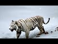 shocking moment roaring tiger rescued from dangerous barnacles