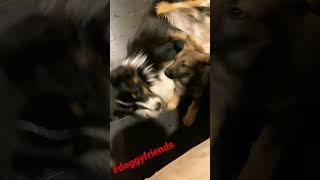 ADORABLE Aussie and German Shepherd PUPPY are BEST FRIENDS