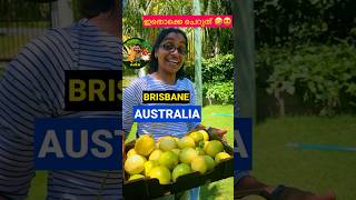 AUSTRALIA | BRISBANE  ഇത് ഒക്കെ എന്ത് . 😍❤️🤣 Passion Fruit കൊട്ടയോടെ പറിച്ചപ്പോൾ 😅#australia