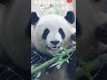 7.4 今天是萌兰的8岁生日～ 萌兰 panda shorts