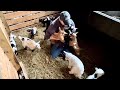 Hostage situation AGAIN, mama goats & and baby hostages | Baby goat hugs = best birthday ever!