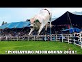 !! LLEGARON CINCO GANADERÍAS AL JARIPEO - PICHATARO MICHOACAN ¡¡ 07 DE AGOSTO 2024