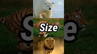 Barbary Lion vs Siberian Tiger vs Polar bear || @AnimalFacts972 | Lion vs Bear vs Tiger ||#short