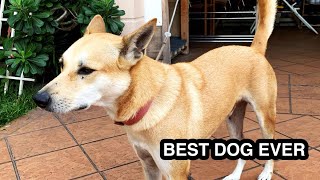 Indian Pariah Dog: best ever dog breed