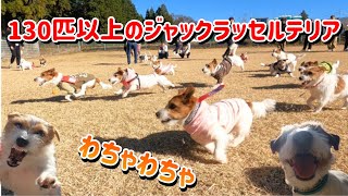 130匹以上のジャックラッセルテリア大集合！第9回ぴゅじゃっく（ピュアっ子交流会） / Energetic little Jack Russell Terriers