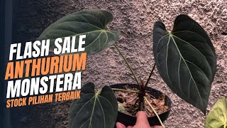 Flash sale anthurium dan monstera pilihan sortiran⁉️