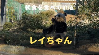 【ジャイアントパンダ】朝食中のレイちゃん　#レイレイ　#panda #上野動物園 #shorts