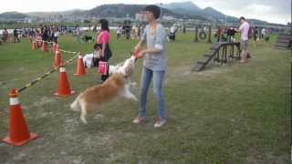 2012.10.06.新北市蘆堤寵物公園，敏捷比賽，ViVi \u0026 Scody 冠軍