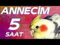 annecİm sultan papağanı konuşma eğitimi 5 saat