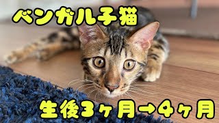 ベンガル子猫　生後3ヶ月→4ヶ月　毎日を振り返ります