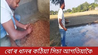 বো'ৰ ধানৰ কঠিয়া সিচা আগতিয়াকৈ #Burah Dhan kotiya khisa