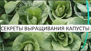 Секреты выращивания капусты.