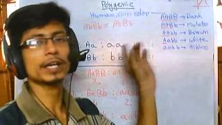 Genetics problems 10 polygenic inheritance