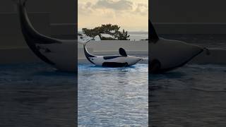 【神戸須磨シーワールド】ランちゃんのランディング　オルカスタディアム2025/1/12 KOBE SUMA SEA WORLD ORCA STADIUM