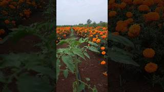 బంతి లో టమాటా అంతర పంట #agriculture