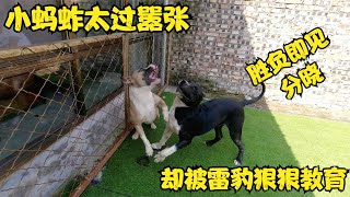 小蚂蚱嚣张引起众怒，杀人犬雷豹拼死与之一战，看谁才是斗犬之王