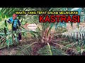 WAKTU YANG TEPAT DALAM MELAKUKAN KASTRASI PADA TANAMAN KELAPA SAWIT BELUM MENGHASILKAN (TBM)