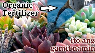 Growing Season Time | Complete Fertilizer for Succulents \u0026 Ornamental Plants na safe gamitin