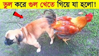 পশু পাখির আজব কান্ড ক্যামেরায় ধরা পড়া | Messed with wrong enemy (Part-3) | রোমাঞ্চকর | mayajaal