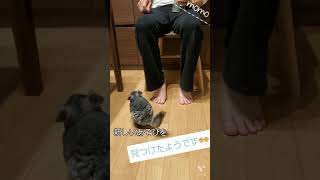 なつくとこんなに…チンチラの驚くべきジャンプ力！《chinchilla》