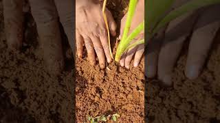 தோட்டத்தில் மண் அரிப்பை தடுத்த வெட்டிவேர் | Vettiver reduced soil erosion in our Farm #shorts