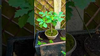 English oak bonsai with Moss base 😍 #guerrillagardening #prolificplanter #weedwarrior