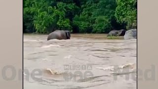 കബനി നദിയിൽ ഒഴുക്കിൽപ്പെട്ട കാട്ടാനക്കൂട്ടം കരകയറി | Elephant | Kabani River |