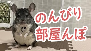 【チンチラ】ココアがのんびり部屋んぽを楽しみます