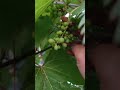 మా ఇంటి ద్రాక్ష పాధు grapes climber how to grow grapes home gardening