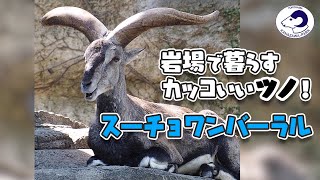 【金沢動物園】岩場で暮らすかっこいいツノ家族！スーチョワンバーラル[Kanazawa Zoo] Chinese Bharal