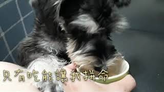 Schnauzer雪納瑞【旺仔成長日記】初嚐柚子提早過中秋