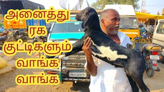 அனைத்து ரக குட்டிகள் வாங்க/குட்டி புலி கருப்பையா #goat #tirupur#goats#tamilnadugoatmarket