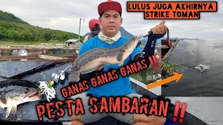 PANIK !!! CASTING TOMAN/ GIANT SNAKEHEAD JATI LUHUR SAMBARAN NYA GAK ADA OBAT. Part 1