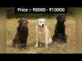 top 5 dog 🐕 breeds under 5k cheapest dog 🐶 dogpricelist dog dogprice2023 dognewprice