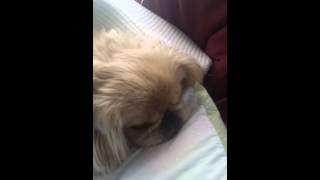 Snoring pekingese