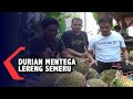 Durian Mentega Lereng Semeru