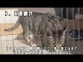 11　新築におすすめの猫ちゃん用設備・家具３選　ご紹介します 　4k　コタちゃんねる　イケメン元保護猫との共同生活