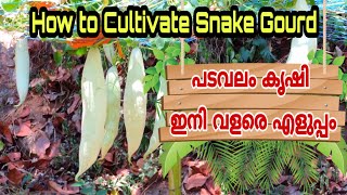 പടവലം കൃഷിയും പരിചരണവും | HOW TO CULTIVATE SNAKE GOURD | PADAVALAM KRISHI