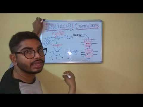 Bacterial Chemotaxis Bacterial Chemotaxis
