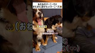 【兄と妹】全然やりたい事違うのに隣にいるマイキーとノルン🐻#バーニーズマウンテンドッグ #shorts #puppy #dog #bernese #北海道 #癒し #もふもふ #超大型犬 #可愛い