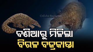 ବଣିଆରୁ ମିଳିଲା ବିରଳ ବଜ୍ରକାପ୍ତା | Odisha Reporter